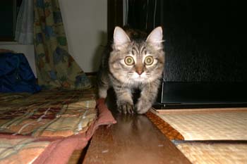 猫の画像