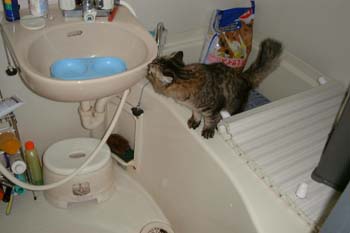 猫の画像