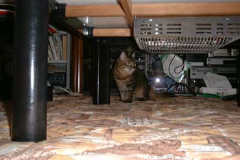 猫の画像