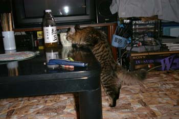 猫の画像