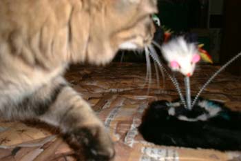 猫の画像