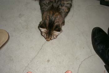 猫の画像