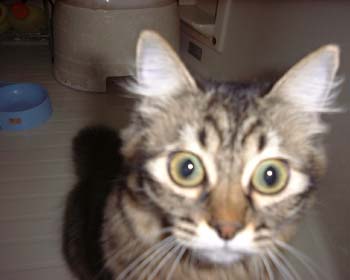 猫の画像