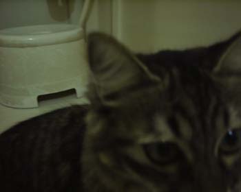 猫の画像