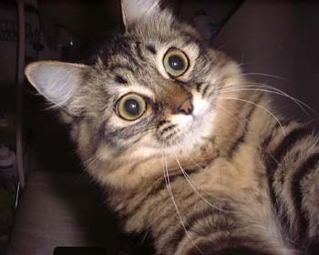 猫の画像